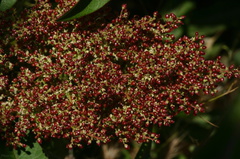 rhus-ovata-fls-with-young-red-berries-4-2007-08-13