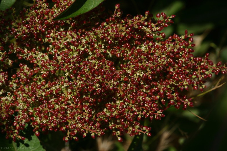 rhus-ovata-fls-with-young-red-berries-4-2007-08-13.jpg