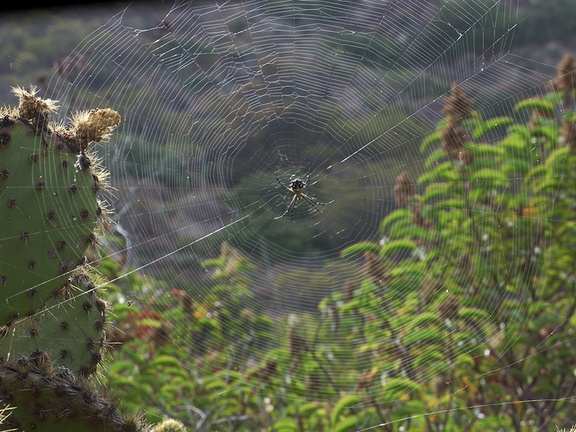 spiny-orbweaver-spider-Argiope-sp-Chumash-trail-Pt-Mugu-2012-08-21-IMG 2692