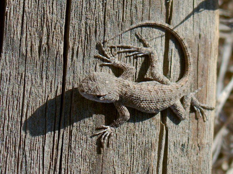 western-fence-lizard-Chumash-trail-2015-07-10-IMG_1028.jpg