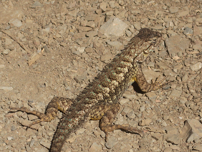 western-fence-lizard-Sceleporus-occidentalis-Pt-Mugu-2012-08-24-IMG_2730.jpg