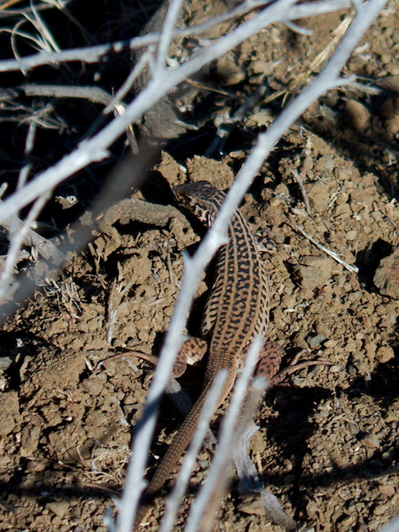 western-side-blotched-lizard-Uta-stansburiana-Chumash-trail-2015-07-06-IMG 1036