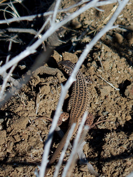 western-side-blotched-lizard-Uta-stansburiana-Chumash-trail-2015-07-06-IMG_1036.jpg