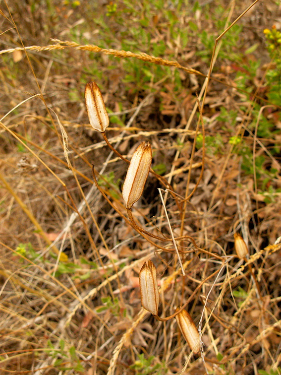 Calochortus-catalinae-mariposa-lily-seedpods-Pt-Mugu-2010-09-05-IMG 6450