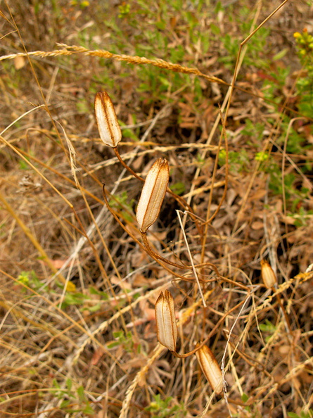 Calochortus-catalinae-mariposa-lily-seedpods-Pt-Mugu-2010-09-05-IMG_6450.jpg