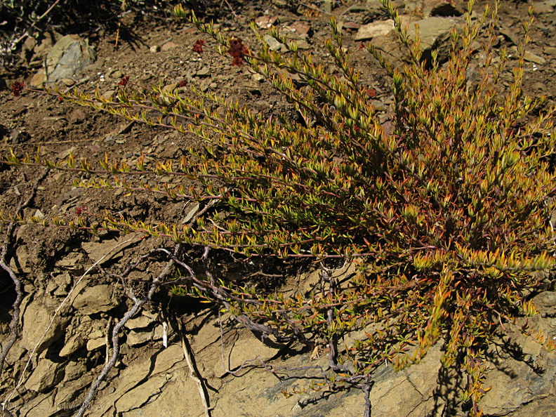 Eriogonum-fasciculatum-California-buckwheat-Pt-Mugu-2008-11-06-IMG_1535.jpg