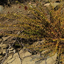 Eriogonum-fasciculatum-California-buckwheat-Pt-Mugu-2008-11-06-IMG 1535