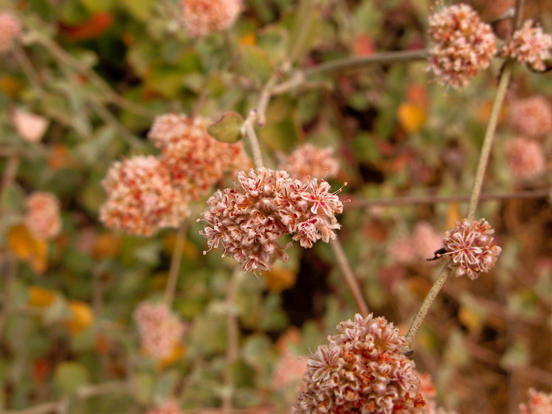Eriogonum-fasciculatum-California-buckwheat-Pt-Mugu-2010-09-05-IMG_6453.jpg