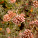 Eriogonum-fasciculatum-California-buckwheat-Pt-Mugu-2010-09-05-IMG 6453