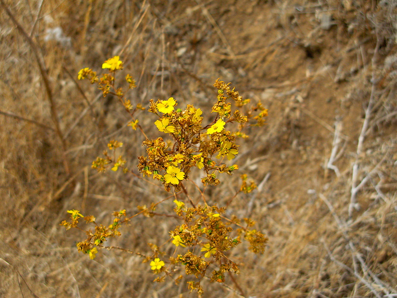 Hemizonia-fasciculata-slender-tarweed-Pt-Mugu-2010-09-05-IMG_6439.jpg