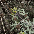 Isomeris-arborea-bladderpod-buds-after-rain-Chumash-2012-11-19-IMG 2891
