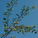 Nicotiana-glauca-yellow-tree-tobacco-Pt-Mugu-2012-09-10-IMG 2770