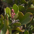 Rhus-integrifolia-lemonadeberry-flower-buds-immediately-after-rain-Chumash-2012-11-19-IMG_2889.jpg