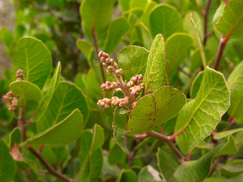 Rhus-integrifolia-lemonadeberry-in-bud-Pt-Mugu-2010-09-05-IMG_6449.jpg