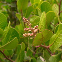 Rhus-integrifolia-lemonadeberry-in-bud-Pt-Mugu-2010-09-05-IMG 6449