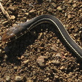 garter-snake-mugu-2008-11-06-IMG 1537