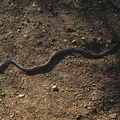 garter-snake-mugu-2008-11-06-IMG_1538.jpg
