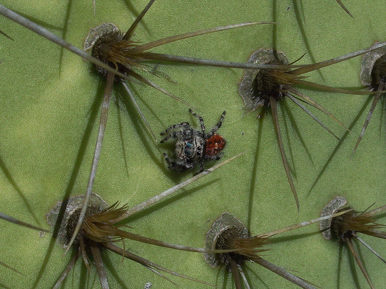 jumping-spider-Phidippus-sp-on-Opuntia-Pt-Mugu-2011-10-06-IMG_9828.jpg