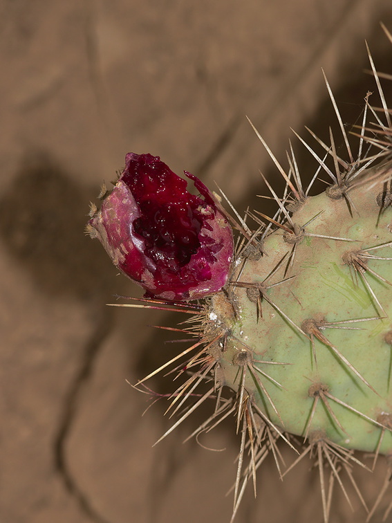 prickly-pear-fruit-bird-excavated-very-red-2012-10-19-IMG 6753