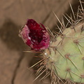 prickly-pear-fruit-bird-excavated-very-red-2012-10-19-IMG_6753_1.jpg