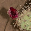 prickly-pear-fruit-bird-excavated-very-red-2012-10-19-IMG 6753 1