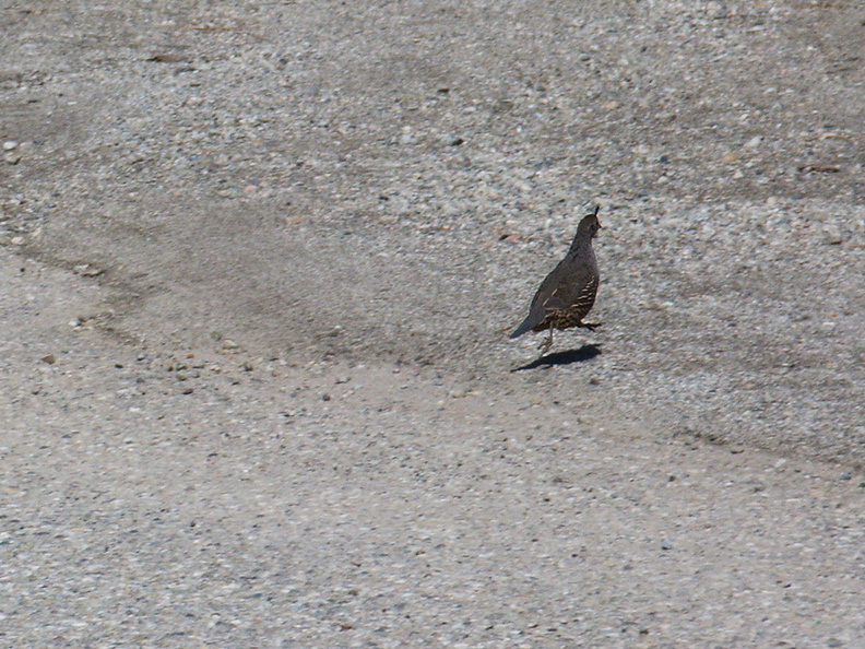 quail-Callipepla-californica-Pt-Mugu-2011-10-06-IMG 9806