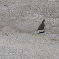 quail-Callipepla-californica-Pt-Mugu-2011-10-06-IMG 9806