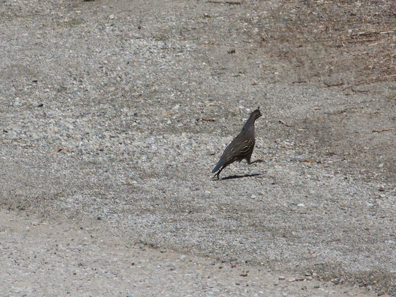 quail-Callipepla-californica-Pt-Mugu-2011-10-06-IMG_9809.jpg