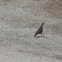 quail-Callipepla-californica-Pt-Mugu-2011-10-06-IMG 9809