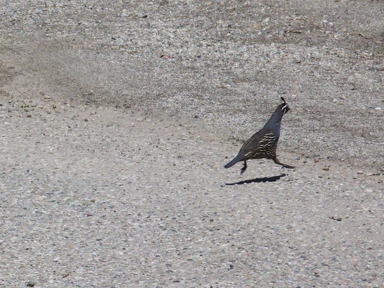 quail-Callipepla-californica-Pt-Mugu-2011-10-06-IMG 9810