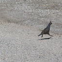 quail-Callipepla-californica-Pt-Mugu-2011-10-06-IMG 9810