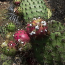 white-cochineal-scale-insects-on-red-Opuntia-fruits-2012-10-05-IMG 2807