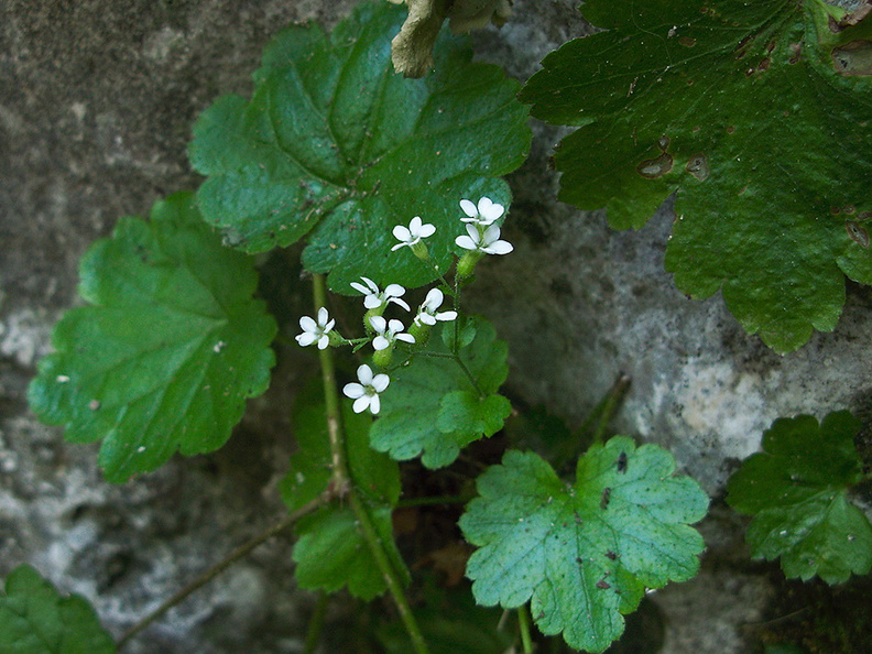 Heuchera-sp-elegans-urn-flowered-alumroot-Rose-Valley-Falls-2011-08-14-IMG_9547.jpg
