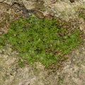 bryophyte-indet-Rose-Valley-Falls-Ojai-2011-08-14-IMG 3317