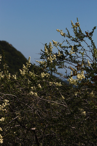 Adenostoma-fasciculatum-chamise-Santa-Monica-Mts-Sandstone-Peak-2012-05-13-IMG_4827.jpg