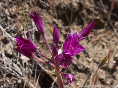 Allium-peninsulare-Mexicali-onion-Santa-Monica-Mts-Sandstone-Peak-2012-05-13-IMG 1744