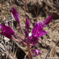 Allium-peninsulare-Mexicali-onion-Santa-Monica-Mts-Sandstone-Peak-2012-05-13-IMG 1744
