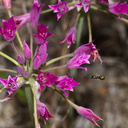 Allium-peninsulare-Mexicali-onion-Santa-Monica-Mts-Sandstone-Peak-2012-05-13-IMG 4789