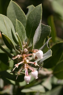 Arctostaphylos-glandulosa-manzanita-Santa-Monica-mts-2008-03-21-img 6520
