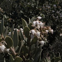 Arctostaphylos-glauca-big-berry-manzanita-Sandstone-Peak-2009-04-05-IMG 2607