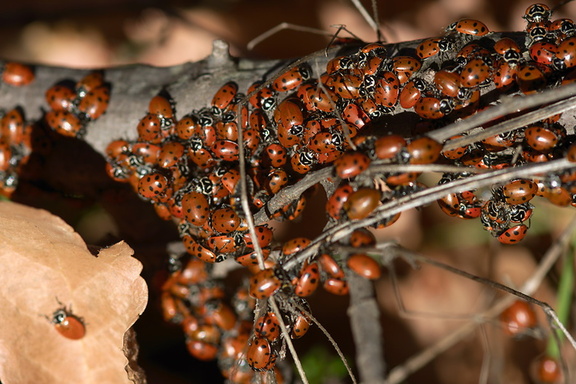 Asian-ladybugs-swarming-at-Split-Rock-Mishe-Mokwa-2013-01-20-IMG 7219