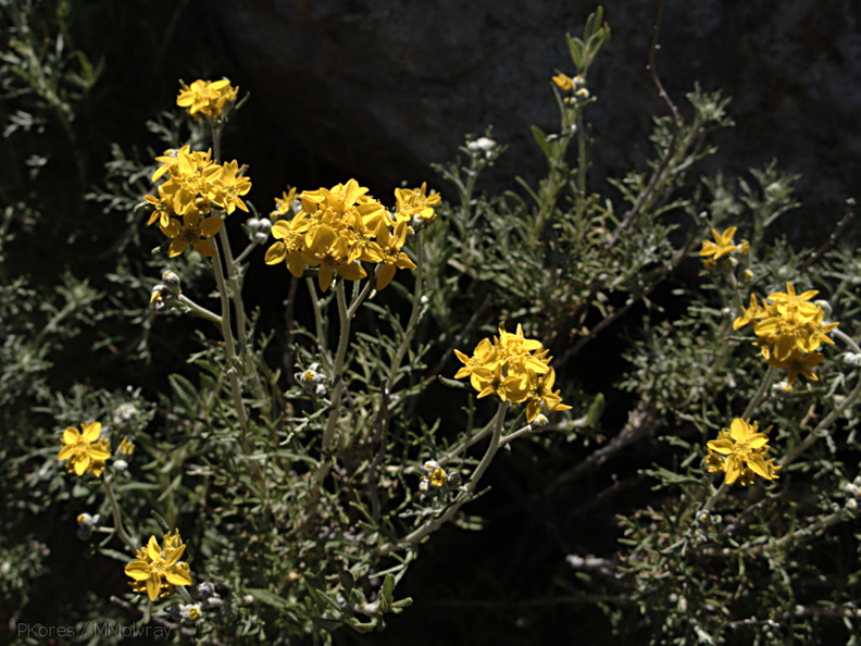 Asteraceae-indet-Sandstone-Peak-2009-04-05-IMG_2663.jpg