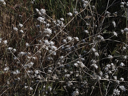 Asteraceae-indet-Senecio-sp-Sandstone-Peak-2009-04-05-IMG 2669