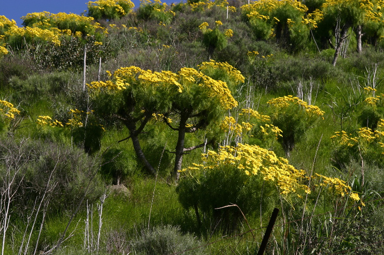 Coreopsis-gigantea-mass-blooming-Santa-Monica-mts-2008-03-21-img_6566.jpg