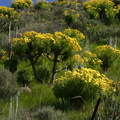 Coreopsis-gigantea-mass-blooming-Santa-Monica-mts-2008-03-21-img 6566