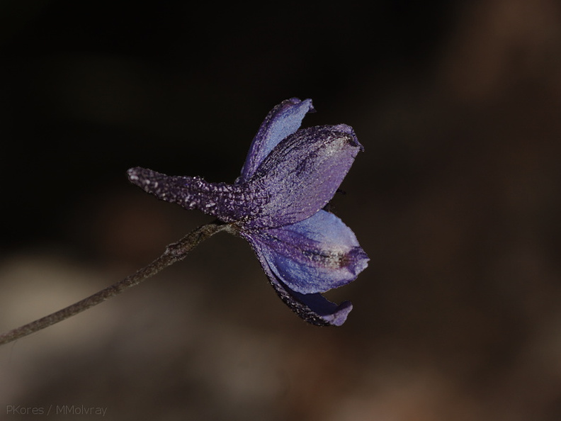 Delphinium-aff-parryi-blue-larkspur-Sandstone-Peak-2009-04-05-CRW_8016.jpg