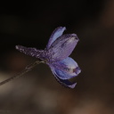 Delphinium-aff-parryi-blue-larkspur-Sandstone-Peak-2009-04-05-CRW 8016