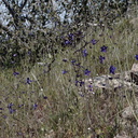 Delphinium-aff-parryi-larkspur-Sandstone-Peak-2009-04-05-IMG 2636