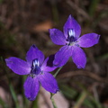 Delphinium-parryi-blue-larkspur-Santa-Monica-Mts-Sandstone-Peak-2012-05-13-IMG_4822.jpg