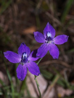 Delphinium-parryi-blue-larkspur-Santa-Monica-Mts-Sandstone-Peak-2012-05-13-IMG 4822